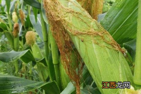 郑源玉八号玉米种 郑原玉8号玉米品种介绍