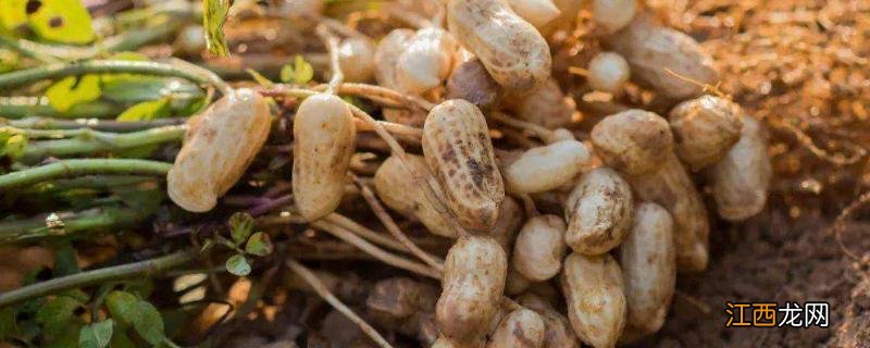 花生用什么叶面肥好，附种植方法 花生施什么叶面肥可以高产?花生施用叶面肥技巧