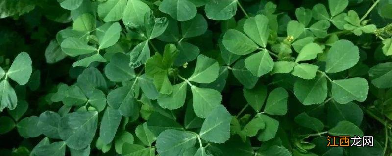 苜蓿草是什么草,可以人工种植吗 苜蓿草?