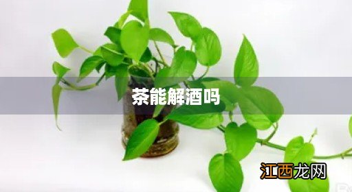 普洱茶能解酒吗 茶能解酒吗