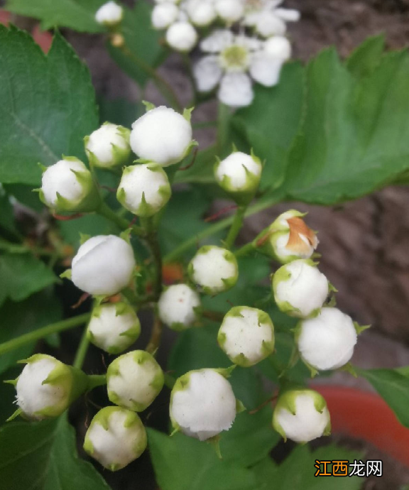 迷你糖葫芦图片大全 糖葫芦图片大全