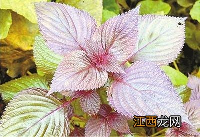 快速去除泡菜白花用小苏打 快速去除泡菜白花