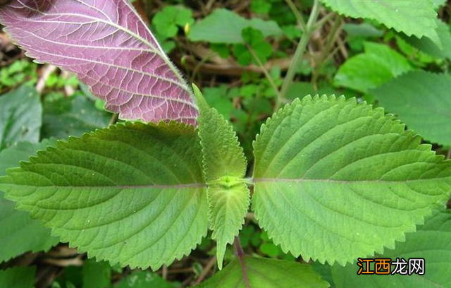 快速去除泡菜白花用小苏打 快速去除泡菜白花