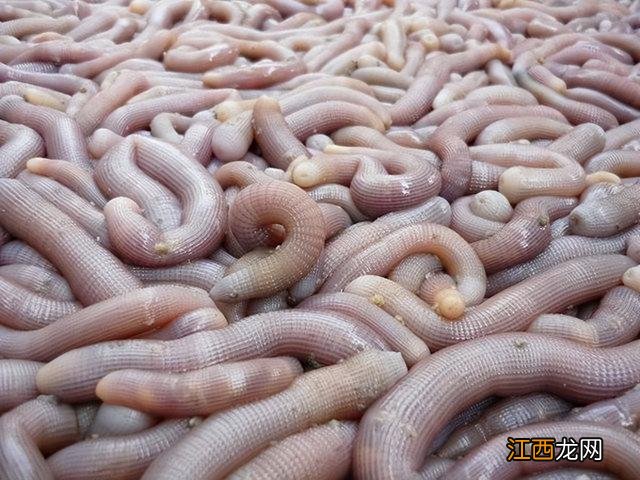 沙虫干煲汤的做法图片 沙虫干煲汤的做法