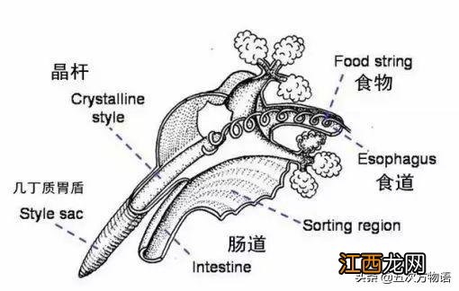 花甲的寄生虫是什么样的 花甲有寄生虫吗