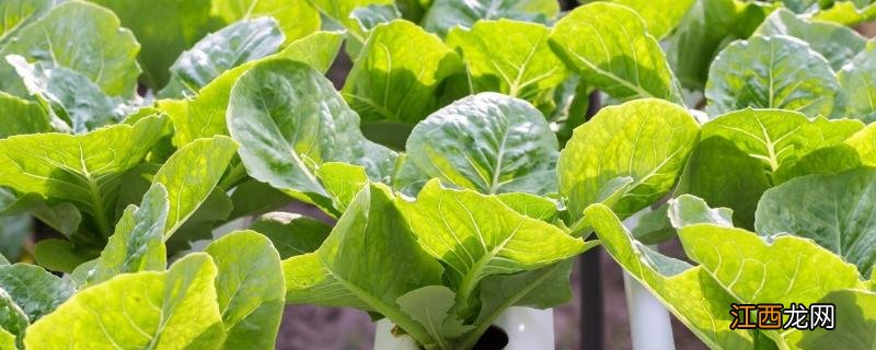 有机农业的好处,有机农业与传统农业的区别