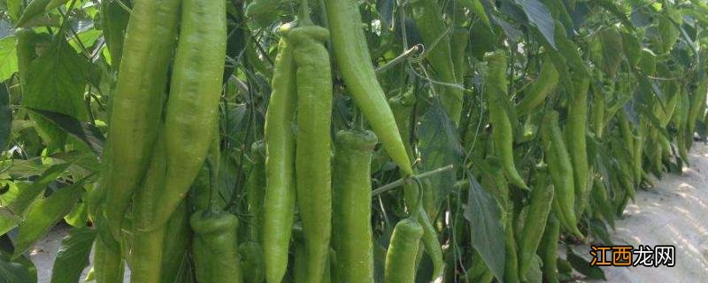 辣椒一年四季都结果吗，是几年生植物