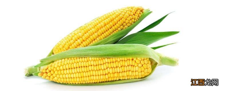 明天695玉米种简介 明天695玉米种子简介