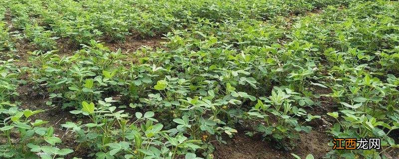 花生打什么药不生芽，附种植方法 花生用什么药不死苗