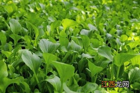 11月份种植什么蔬菜? 11月份种植什么蔬菜