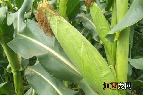 强育h1992玉米种简介 强育h1111玉米品种