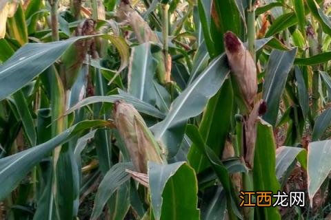 玉米新品种航星708 航星708玉米品种简介