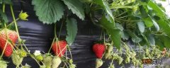 草莓的生长环境和条件 草莓的生长环境和条件简介
