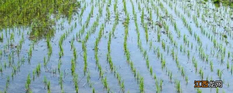 京西稻保护性种植区,京西稻是什么品种