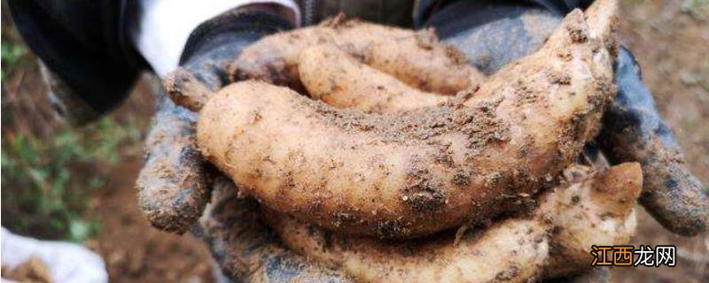 天麻种植技术和条件 天麻生存状态，附种植方法