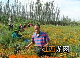 天山雪菊图片大全 天山雪菊图片