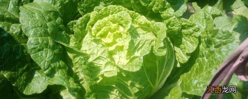 10月种白菜晚不晚 10月份还能种大白菜吗，附种植方法