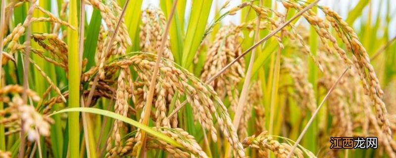 隆二优1377产量与特性 隆两优1377产量表现,附简介