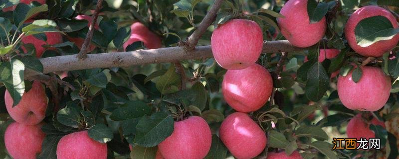 苹果上色最快打什么药,上色时需要什么元素