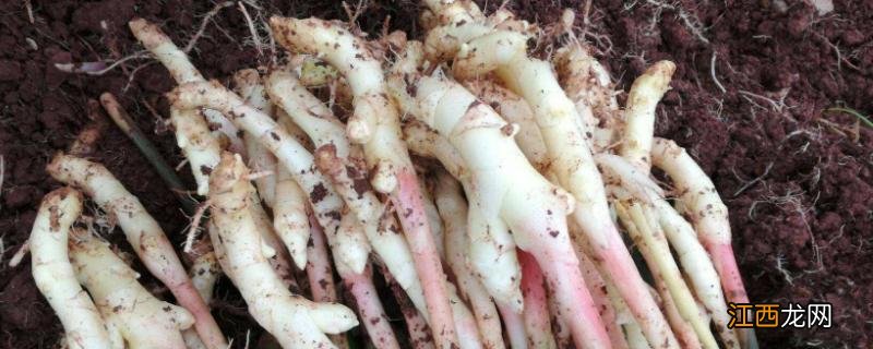 生姜在地里不挖能过冬吗,冬天可以种植生姜吗