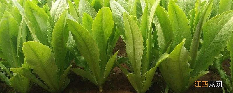 油麦菜播种时间和种植方法,油麦菜和生菜如何区分