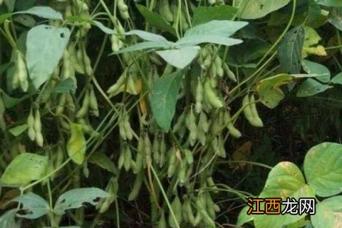 大豆品种哪个好 大豆品种