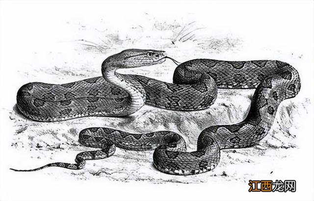 蛇进屋有什么预兆打死了会有事吗 蛇进屋有什么预兆