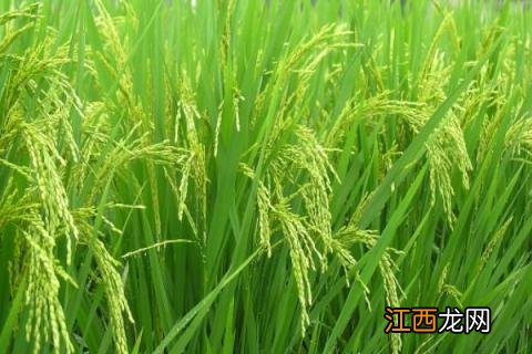 龙稻1604水稻品种简介 龙粳1624水稻品种介绍