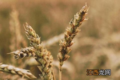 春性高产小麦品种 早熟高产小麦品种