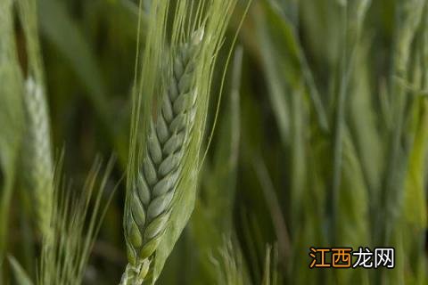 春性高产小麦品种 早熟高产小麦品种