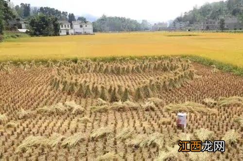 稻草人的故事的读后感 稻草人的故事