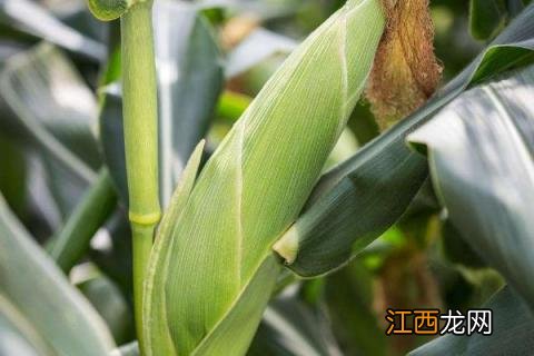 宏硕237玉米品种,一亩地能打多少粮 宏硕237玉米品种