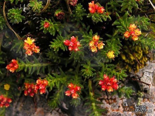 红景天是什么科 红景天是什么