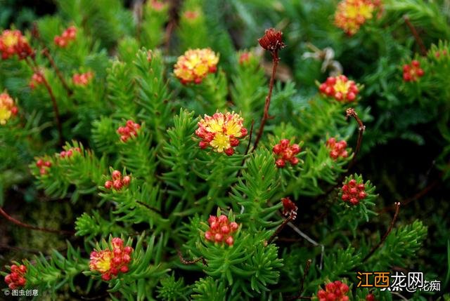 红景天是什么科 红景天是什么