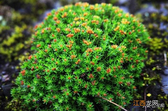 红景天是什么科 红景天是什么