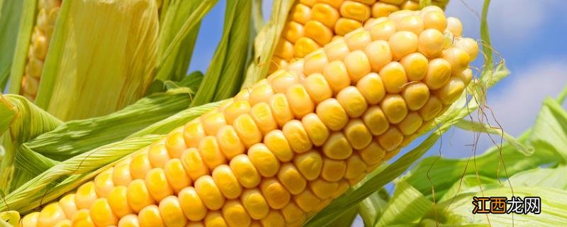 什么玉米品种抗锈病抗青枯病 什么玉米品种抗锈病