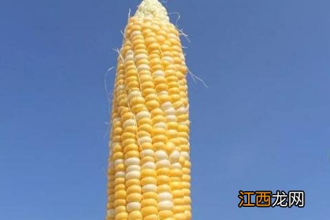 什么玉米品种抗锈病抗青枯病 什么玉米品种抗锈病