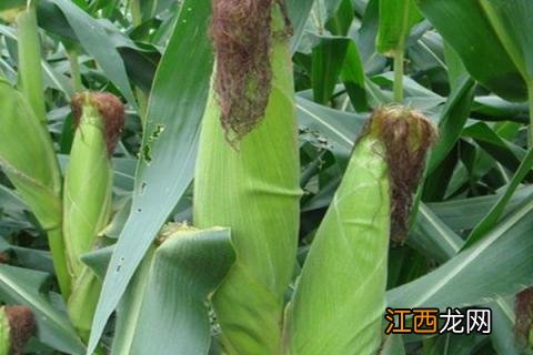 什么玉米品种抗锈病抗青枯病 什么玉米品种抗锈病