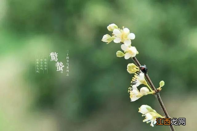 关于惊蛰的诗句古诗英文版 关于惊蛰的诗句