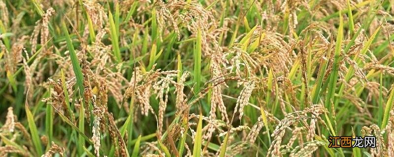 水稻的生活环境有什么特点,水稻的繁殖方式