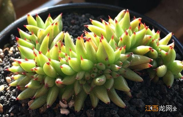 人舌头上的疣图片大全 疣图片大全