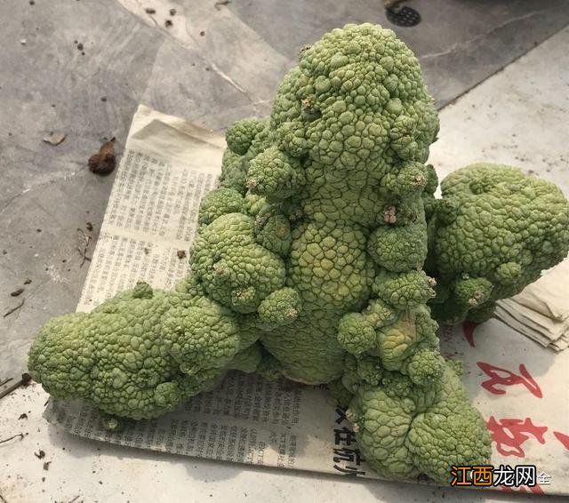 人舌头上的疣图片大全 疣图片大全