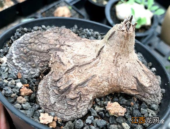 人舌头上的疣图片大全 疣图片大全