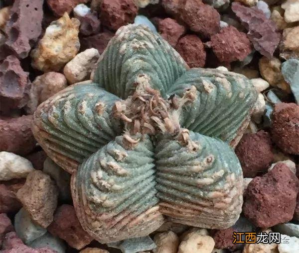 人舌头上的疣图片大全 疣图片大全