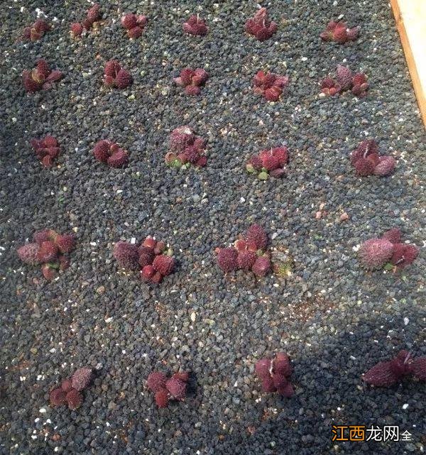 人舌头上的疣图片大全 疣图片大全