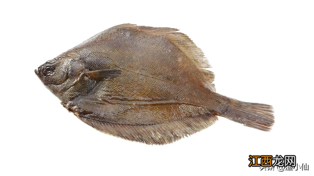 比目鱼和多宝鱼的区别是什么 比目鱼和多宝鱼的区别