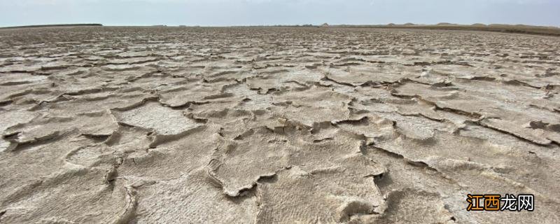 盐碱地形成原因，适合种什么牧草 盐碱地形成原因,适合种什么牧草呢