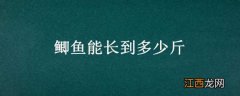 鲫鱼能长多大多重 鲫鱼能长到多少斤