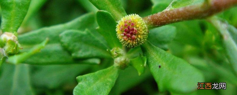 鹅不食草是一种什么草 鹅不食草是什么草,有没有毒