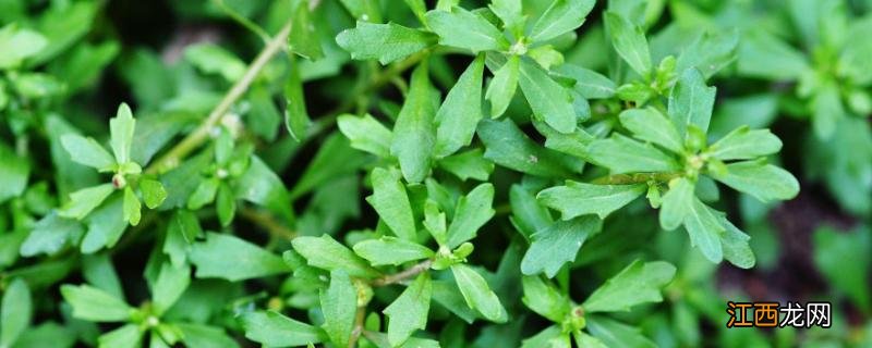 鹅不食草农村叫什么,鹅不食草的种植技术